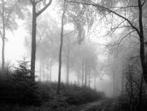 Nebelwald von flylens