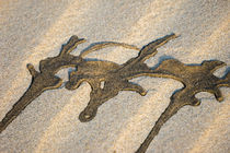 Zeichen im Sand von flylens