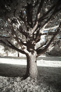 Baum in infrarot von flylens