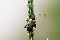 Käfer auf der Pflanze by flylens