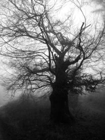 Baum im Nebel von flylens