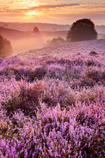 Blooming heather at sunrise, Posbank, The Netherlands by Sara Winter