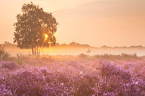 Fog over blooming heather near Hilversum, The Netherlands at sunrise by Sara Winter