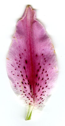Blütenblatt von Bernd Fülle