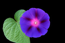 purple flower on a leaf von feiermar