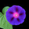 Purple-flower-on-a-leaf-bun