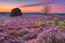 Blooming heather at dawn at the Posbank, The Netherlands by Sara Winter