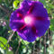 Clear-purple-petals-bun