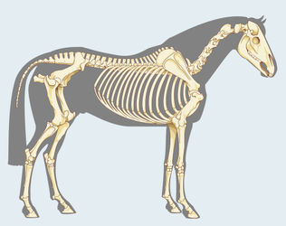Horse-skeleton