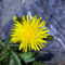 Yellow-flower-near-a-rock-bun