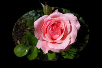 blooming rose by feiermar