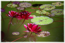 Red Water Lilies by mario-s