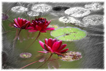 Red Water Lilies von mario-s