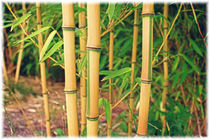 Bamboo by mario-s
