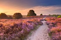 Path through blooming heather at sunrise, Posbank, The Netherlands by Sara Winter