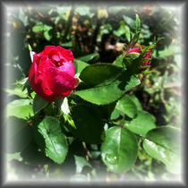 rosebuds by feiermar