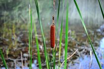 Cattail, 2015 by Caitlin McGee