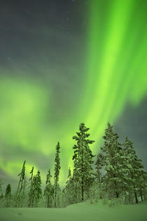 Aurora borealis over snowy trees in winter, Finnish Lapland by Sara Winter