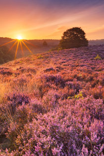 Blooming heather at sunrise at the Posbank, The Netherlands by Sara Winter