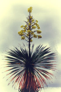Palm Tree Blooming von mario-s