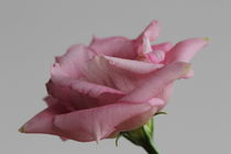 rosa Rosenblüte von Gisela Peter