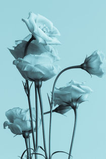 weiße Blüten by Gisela Peter