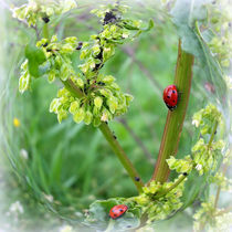 the ladybugs by feiermar
