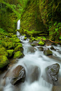 Remote waterfall in lush rainforest, Columbia River Gorge, Oregon, USA von Sara Winter