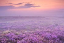 Fog over blooming heather near Hilversum, The Netherlands at dawn by Sara Winter