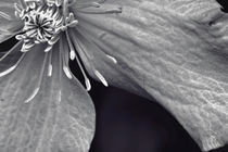 Clematis in Monochrome II by Vicki Field