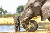 Elephant Eating Grass von Graham Prentice