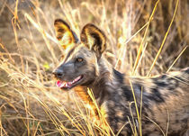 Alert African Wild Dog by Graham Prentice