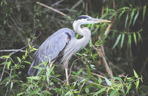 Blue Egret In The Everglades von Dean Perrus
