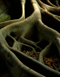 Roots-Costa Rica von Dean Perrus