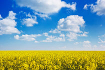 Blooming canola under a blue sky with clouds by Sara Winter