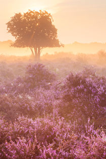 Fog over blooming heather near Hilversum, The Netherlands at sunrise by Sara Winter