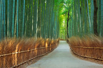 'Path through Arashiyama bamboo forest near Kyoto, Japan' by Sara Winter
