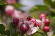Marienkäfer auf Apfelbaumblüten von Anja  Bagunk