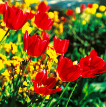 Tulpen. Farbenfrohe Frühlingsboten. by li-lu