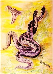 ~ Viper Snake Fight ~ by Sandra  Vollmann