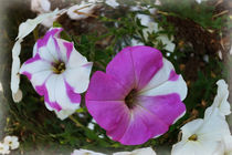 purple and white by feiermar