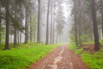 Road through foggy forest in Slovenský Raj in Slovakia von Sara Winter