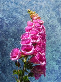  Foxglove with texture reaching for the sky. by Robert Gipson