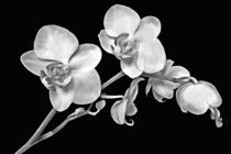 Orchidee schwarz weiß by darlya