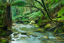 River through lush rainforest in Great Otway NP, Victoria, Australia by Sara Winter