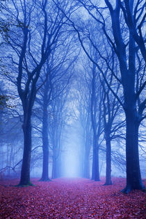 Path in a dark and foggy forest in The Netherlands by Sara Winter