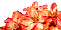 Orange Blüten von darlya