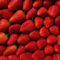 Erdbeeren-formatfuellend