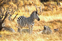 Zebras at Peace by Graham Prentice