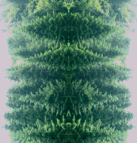 Arborescence-3